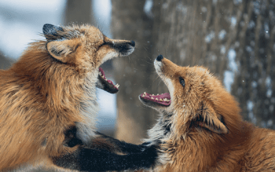 Stepping Back from the Edge: How to Deal with Anger in the Moment