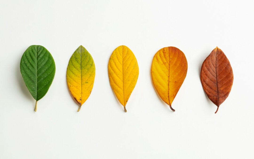 The Paradox of Change